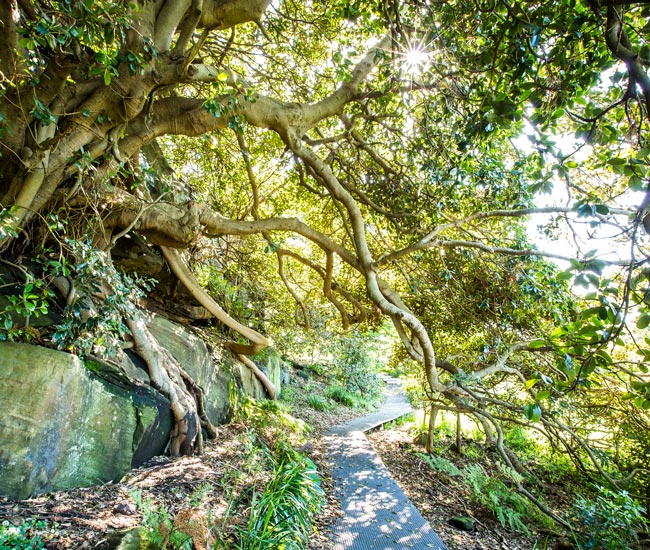 Harbour Trust Trust Talks Online Learning Bushwalk Sydney 650x550px.jpg