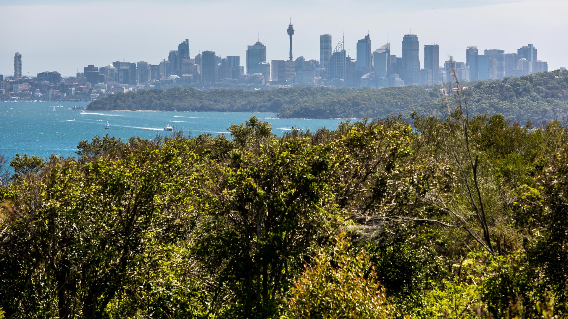 North Head Sanctuary bushland with Sydney Harbour and the city skyline in the background.