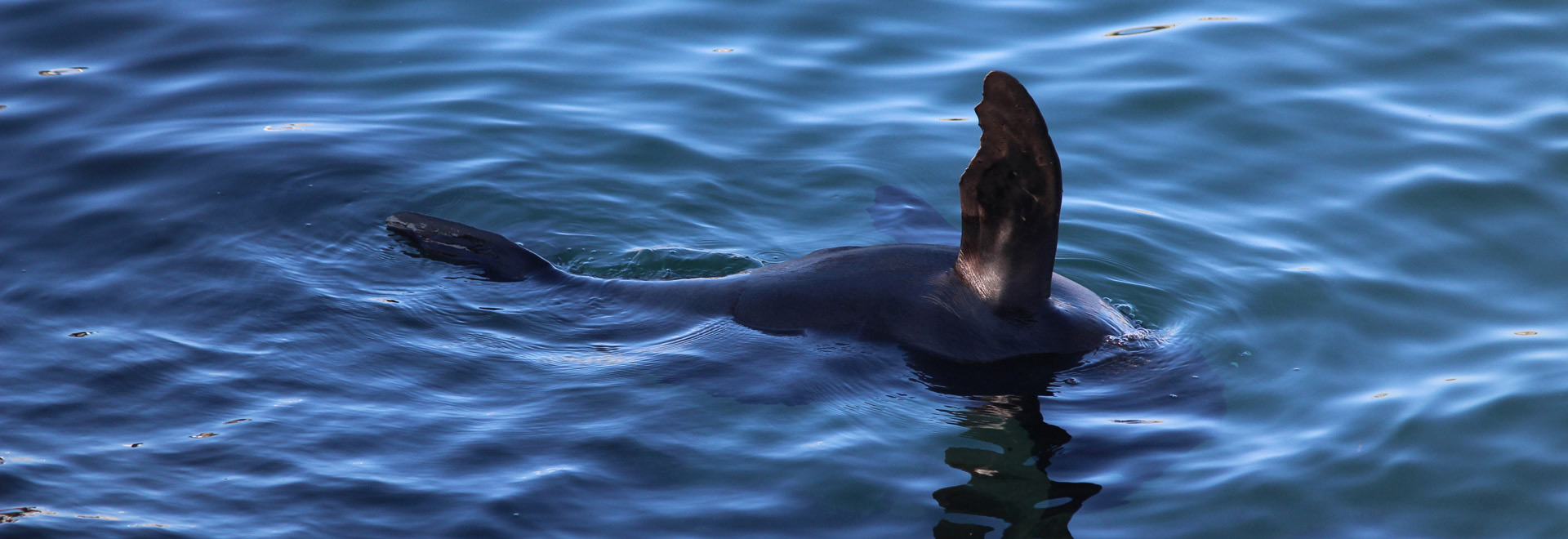 Seal Chowder Bay Mosman Sydney Harbour 1920X660